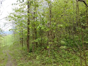 Zemedělské pozemky o celkové výměře 10 616 m2 v Oldřichovicích u Třince - 3004201412450.jpg