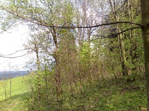 Zemedělské pozemky o celkové výměře 10 616 m2 v Oldřichovicích u Třince - 3004201412448.jpg