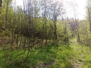 Zemedělské pozemky o celkové výměře 10 616 m2 v Oldřichovicích u Třince - 3004201412446.jpg