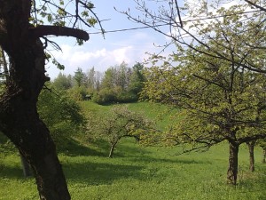 Zemedělské pozemky o celkové výměře 10 616 m2 v Oldřichovicích u Třince - 3004201412439.jpg