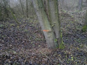 Lesní  a zemědělské pozemky v Krchlebech u Čáslavi - 2013-12-10-15596.jpg