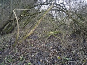 Lesní  a zemědělské pozemky v Krchlebech u Čáslavi - 2013-12-10-15595.jpg