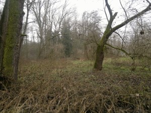 Lesní  a zemědělské pozemky v Krchlebech u Čáslavi - 2013-12-10-15594.jpg