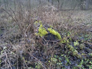 Lesní  a zemědělské pozemky v Krchlebech u Čáslavi - 2013-12-10-15593.jpg