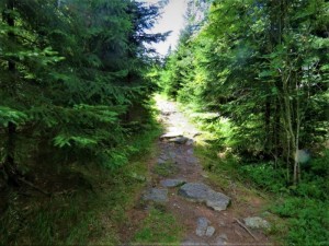 Dva lesní pozemky (12 120 m2) na okraji obce Velké Hamry - Obr_2.jpg