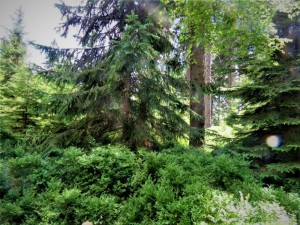 Dva lesní pozemky (12 120 m2) na okraji obce Velké Hamry - Obr_1.jpg