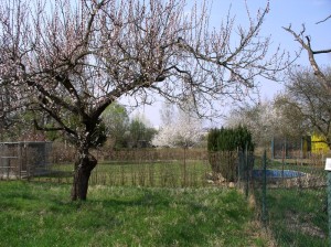 Malá zděná chatka s pozemky 788 m2  vei Znojmě - Oblekovicích - 2017-04-02 19.44.00.jpg
