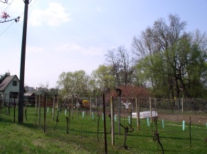 Malá zděná chatka s pozemky 788 m2  vei Znojmě - Oblekovicích - 2017-04-02 19.45.12.jpg