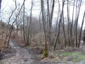 Podíl ve výši 1/4 na lesním pozemku o výměře 9 331 m2 v obci Lutonina u Zlína - 031.jpg