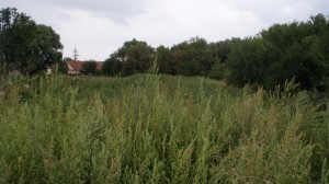 Rodinný dům 100 m2 s pozemky v Hrušovanech nad Jevišovkou - DSC04069.JPG