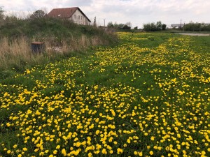Stavební pozemky 2 263 m2, Zápy u Prahy - Obr3.JPG